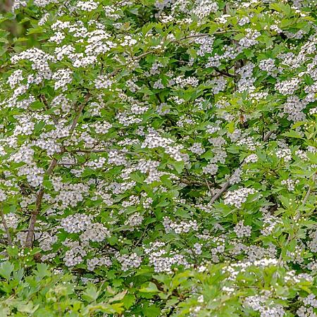 Crataegus laevigata Pot 10 liter 125 - 150 cm