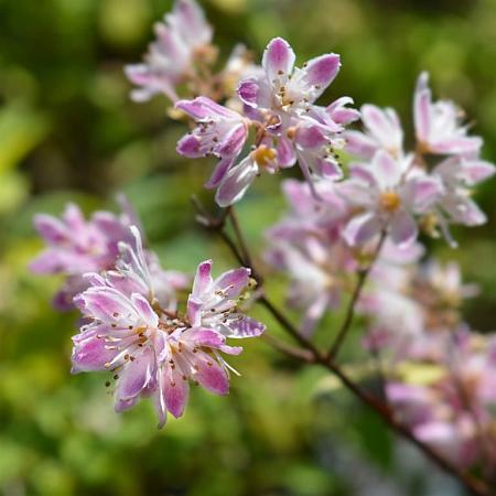 Deutzia hybrida 'Strawberry Fields' Pot 15 liter 80 - 100 cm
