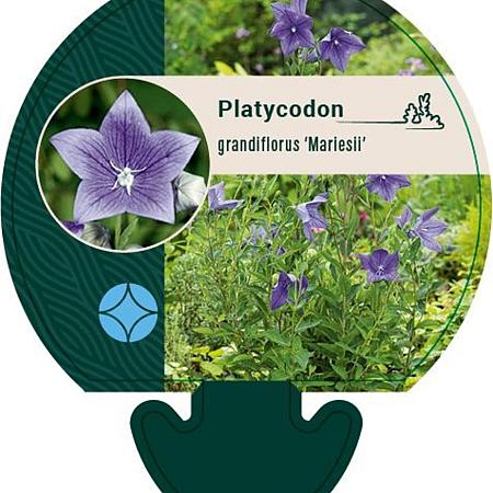 Platycodon grand. 'Mariesii' Pot 9 cm