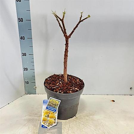 Edgeworthia chrys. 'Grandiflora' Pot 5 Liter 40 - 50 cm