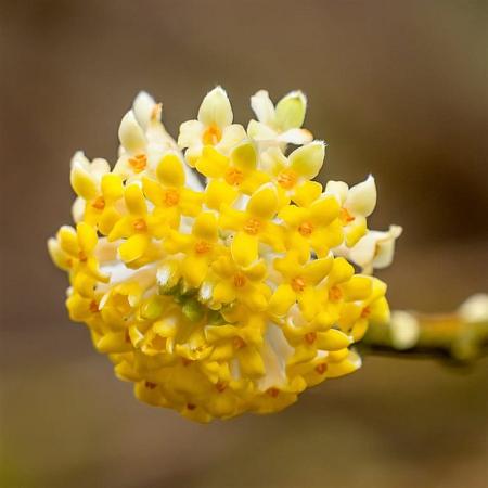 Edgeworthia chrys. 'Grandiflora' Pot 15 liter 100 - 125 cm