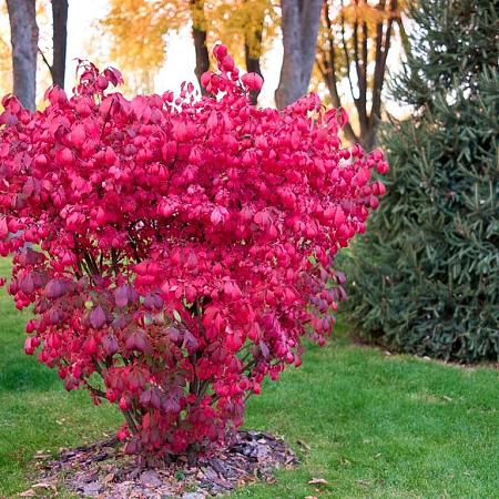 Euonymus alatus Pot 10 liter 60 - 80 cm