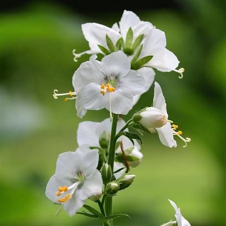 Polemonium caer. 'Album' Pot 9 cm