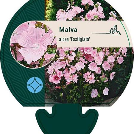 Malva alcea 'Fastigiata' Pot 9 cm