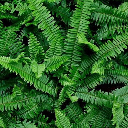 Polystichum munitum Pot 9 cm
