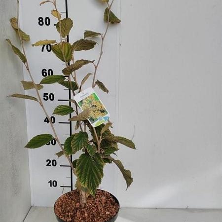 Hamamelis int. 'Arnold Promise' Kluit 60 - 80 cm