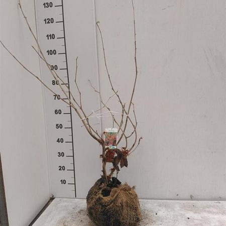 Hamamelis int. 'Jelena' Kluit 60 - 80 cm