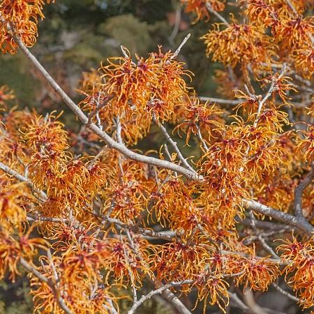 Hamamelis int. 'Jelena' Pot 15 liter 125 - 150 cm