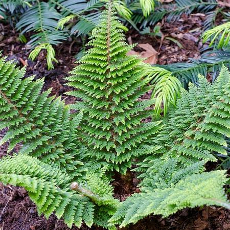 Polystichum set. 'Dahlem' Pot 9 cm