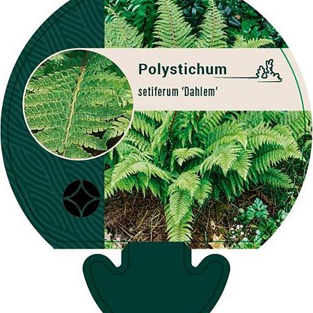 Polystichum set. 'Dahlem' Pot 9 cm