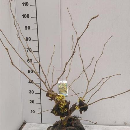 Hamamelis int. 'Pallida' Kluit 80 - 100 cm