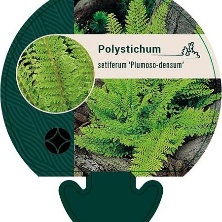 Polystichum set. 'Plumoso-densum' Pot 9 cm
