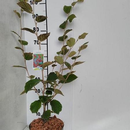 Hamamelis int. 'Ruby Glow' Kluit 60 - 80 cm