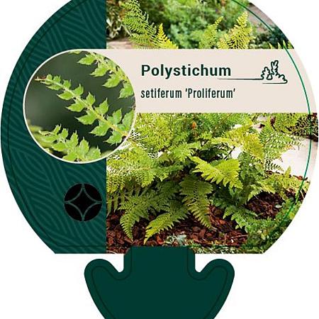 Polystichum set. 'Proliferum' Pot 9 cm