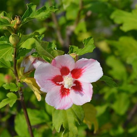 Hibiscus syr. 'Hamabo' Pot 10 liter 60 - 80 cm