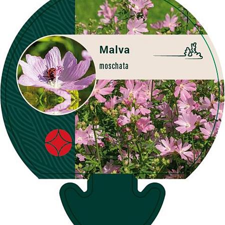 Malva moschata Pot 9 cm