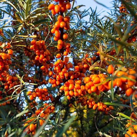 Hippophae rhamnoides Pot 10 liter 100 - 125 cm