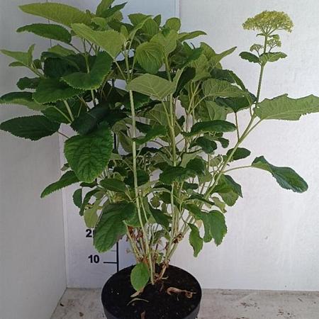 Hydrangea a. 'Annabelle' Pot 7,5 Liter 60 - 80 cm