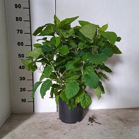 Hydrangea a. 'Annabelle' Pot 7,5 Liter 60 - 80 cm