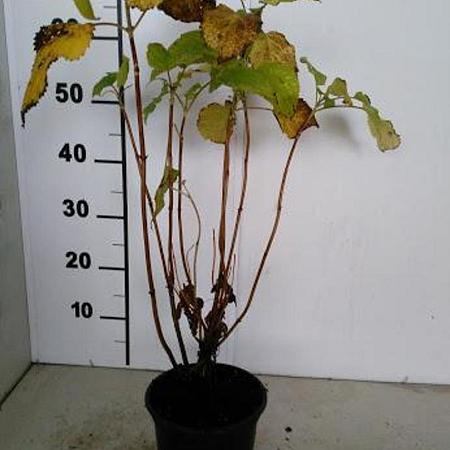 Hydrangea a. 'Annabelle' Pot 7,5 Liter 60 - 80 cm