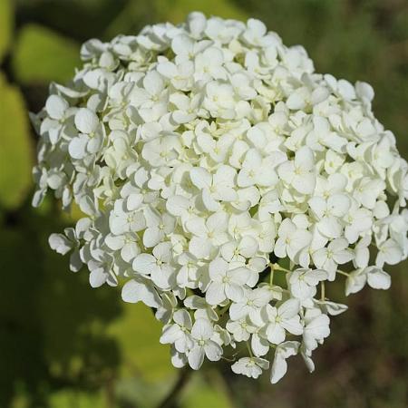 Hydrangea a. 'Annabelle' Pot 10 liter 60 - 80 cm