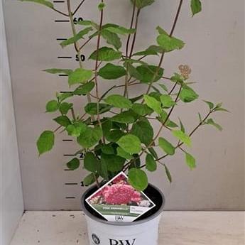 Hydrangea a. Pink Annabelle Pot 7,5 Liter 60 - 80 cm