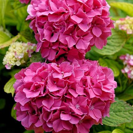 Hydrangea s. 'Preziosa' Pot 10 liter 40 - 50 cm