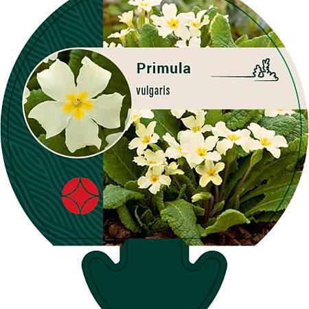 Primula vulgaris Pot 9 cm