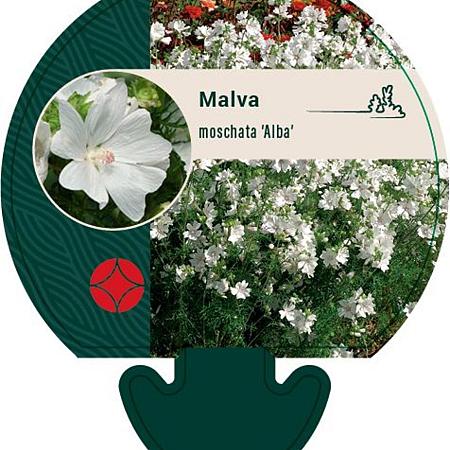 Malva moschata 'Alba' Pot 9 cm