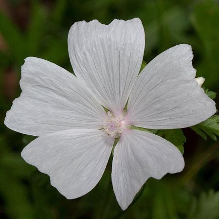 Malva moschata 'Alba' Pot 9 cm