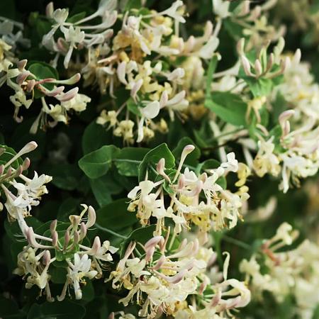 Lonicera fragrantissima Pot 5 Liter 50 - 60 cm