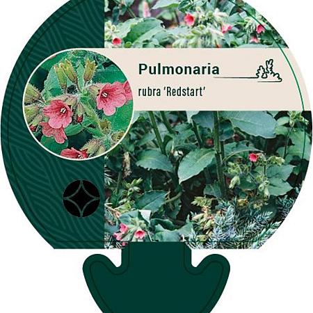 Pulmonaria rubra 'Redstart' Pot 9 cm