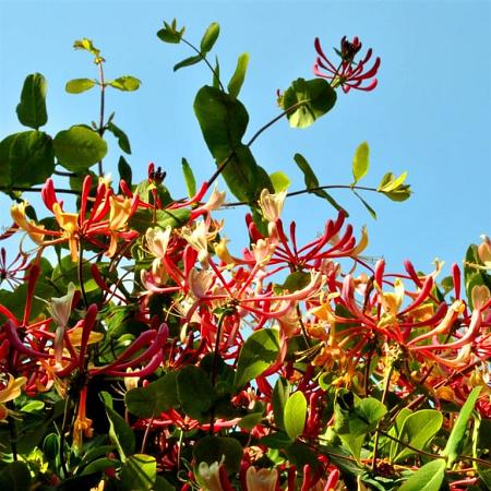 Lonicera tellmanniana Pot 7,5 Liter 175 - 200 cm