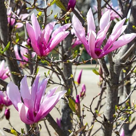 Magnolia 'Susan' Pot 20 Liter 100 - 125 cm