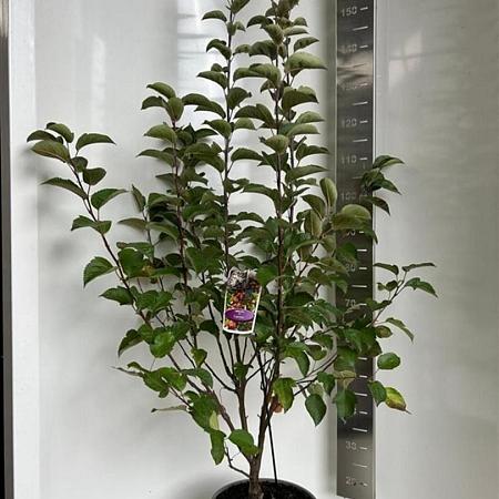 Malus 'Evereste' Pot 10 liter 100 - 125 cm
