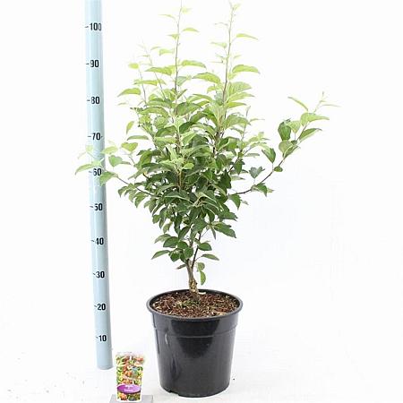 Malus 'Evereste' Pot 10 liter 100 - 125 cm