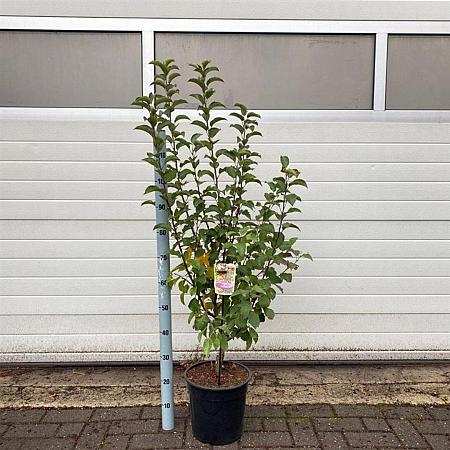Malus 'Evereste' Pot 10 liter 100 - 125 cm