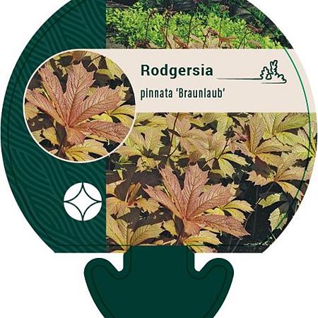 Rodgersia pinnata 'Braunlaub' Pot 9 cm