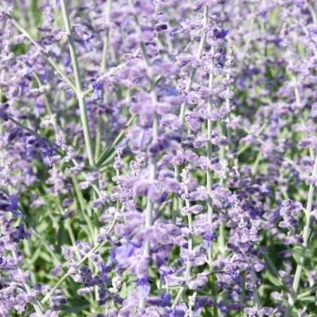 Perovskia atripl. 'Little Spire' Pot 5 Liter 40 - 50 cm