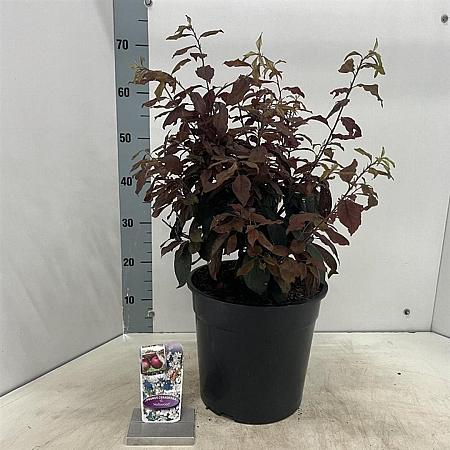 Prunus cer. 'Nigra' Pot 10 liter 100 - 125 cm