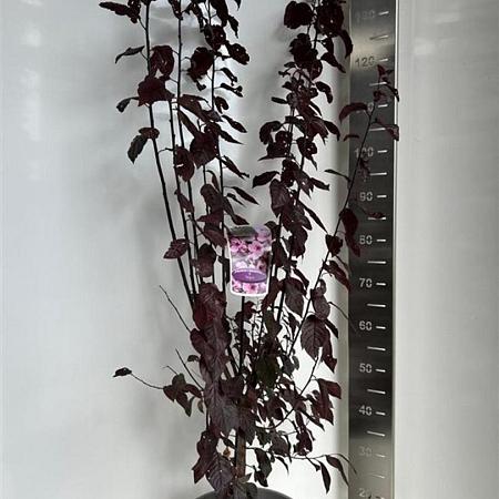 Prunus cer. 'Nigra' Pot 10 liter 100 - 125 cm