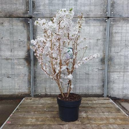 Prunus nipponica 'Brillant' Pot 10 liter 80 - 100 cm