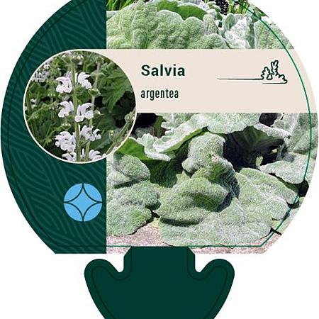 Salvia argentea Pot 9 cm