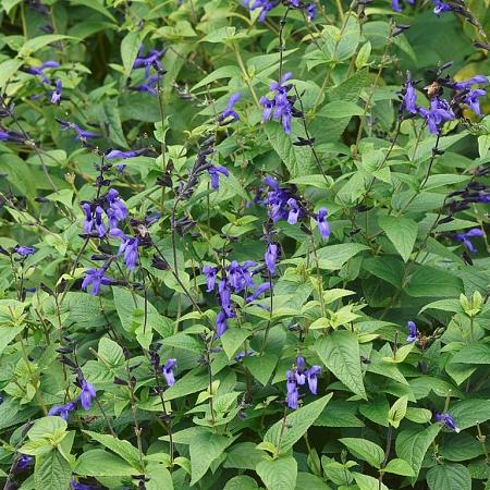 Salvia g. 'Black and Blue' Pot 9 cm
