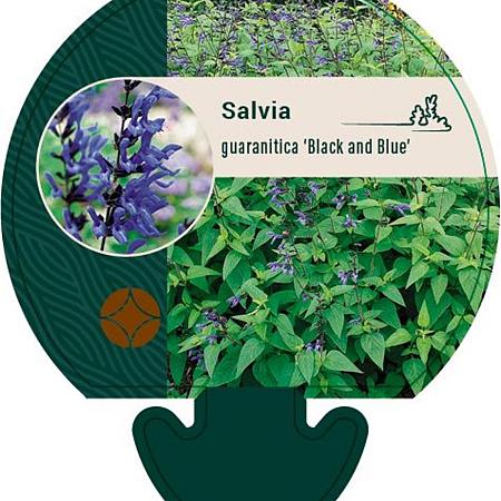 Salvia g. 'Black and Blue' Pot 9 cm