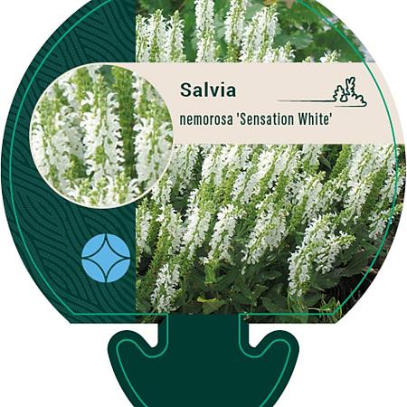 Salvia nemorosa Sensation White Pot 9 cm