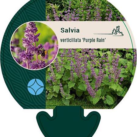 Salvia vert. 'Purple Rain' Pot 9 cm