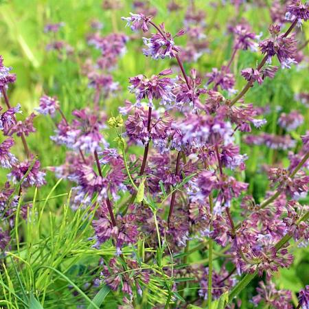 Salvia vert. 'Purple Rain' Pot 9 cm