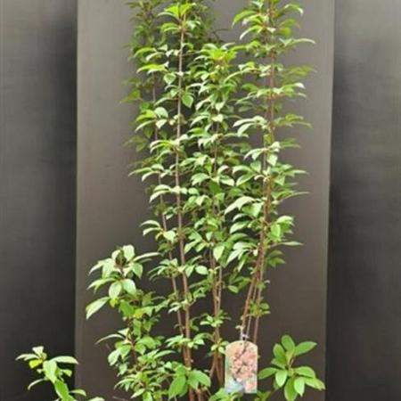 Viburnum bodn. 'Dawn' Pot 15 liter 150 - 175 cm