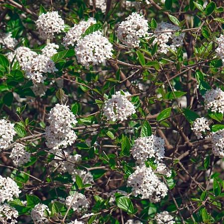 Viburnum burkwoodii Pot 25 Liter 175 - 200 cm